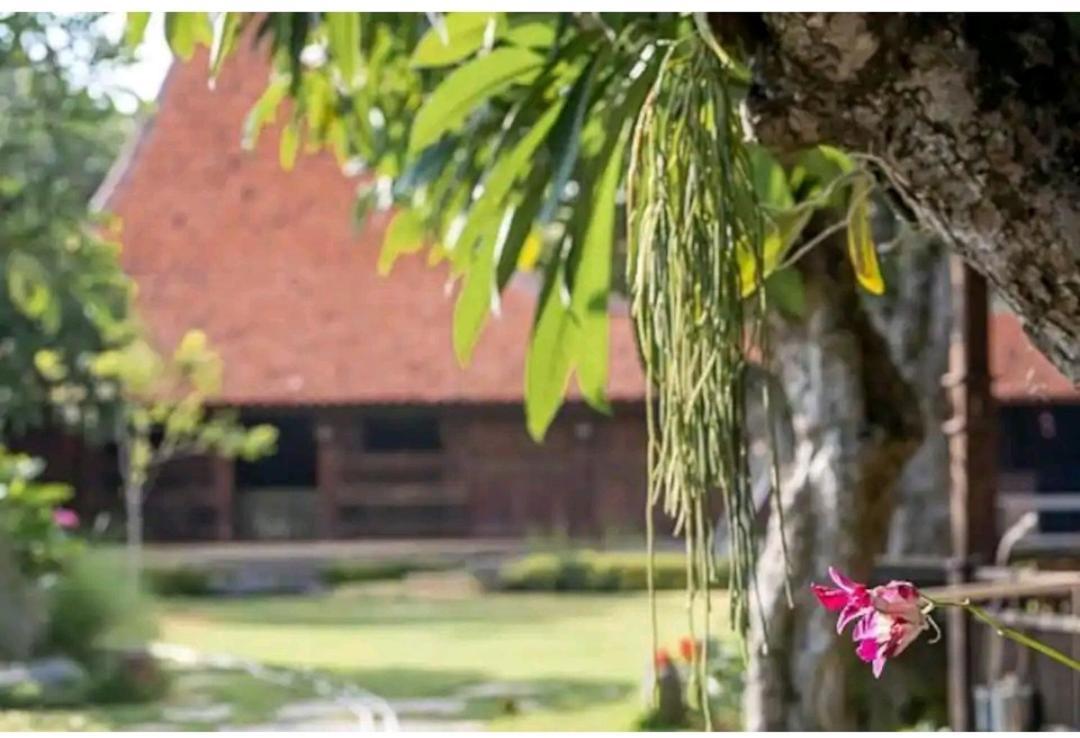 Damai Hotel Canggu Buitenkant foto